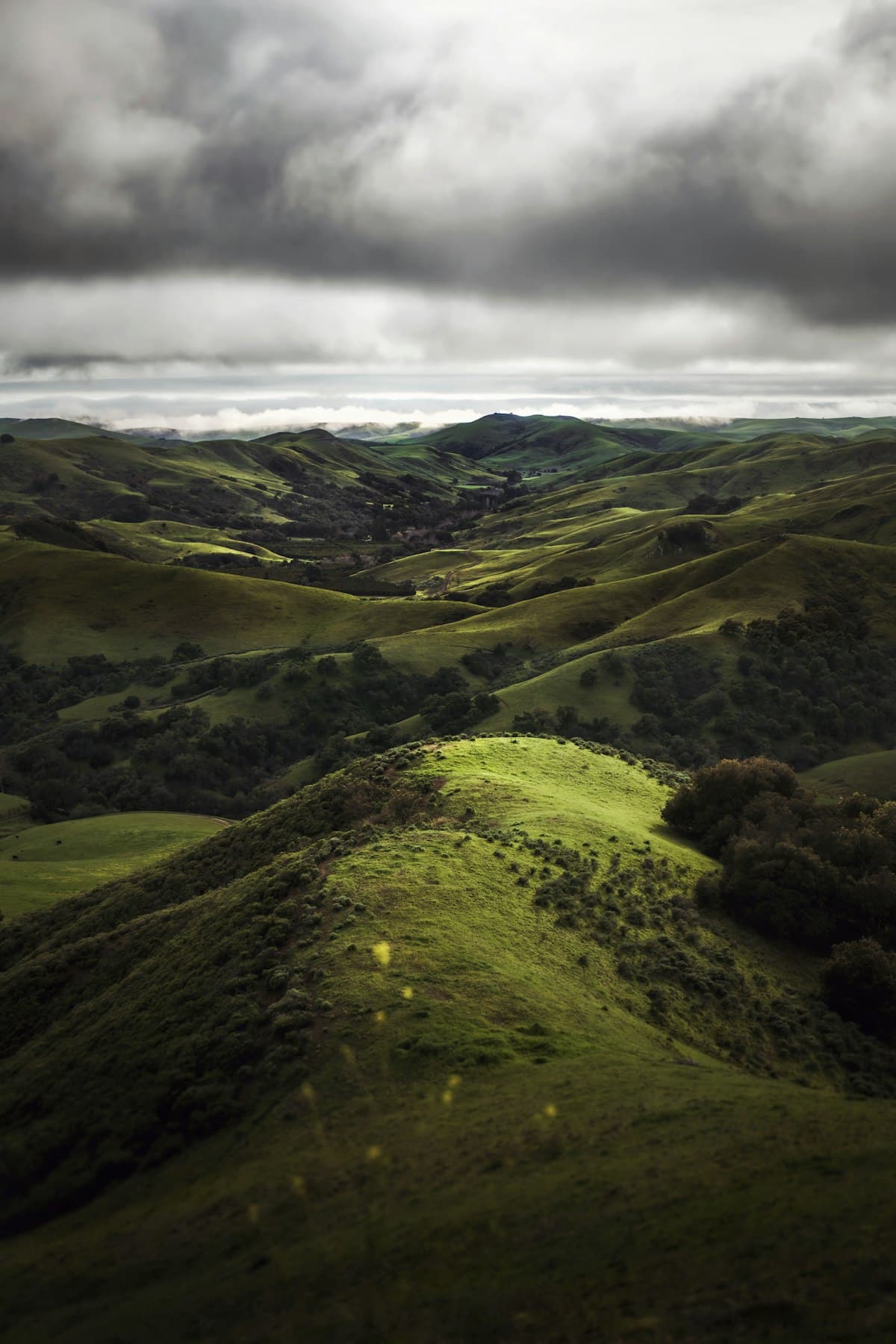 Oak-covered East Bay hills landscape